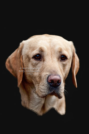 Digital Art images of gundogs by Betty Fold Gallery